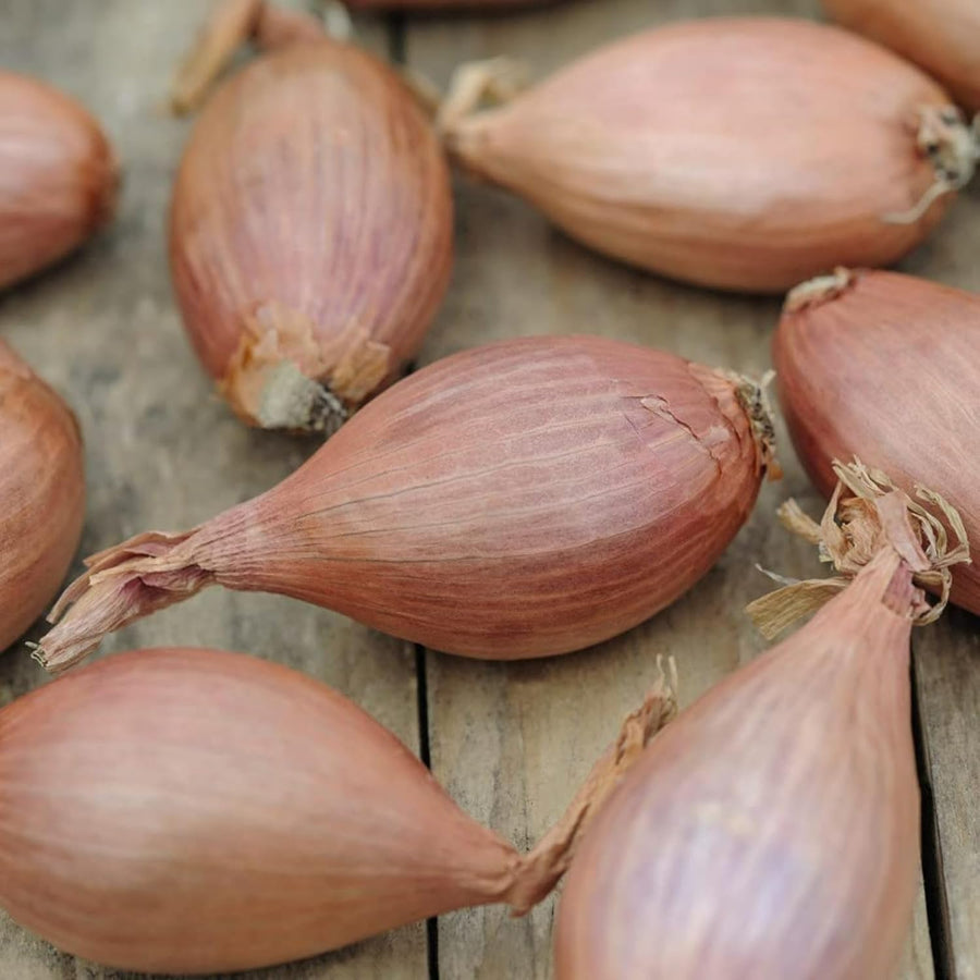 Shallot Sets  6