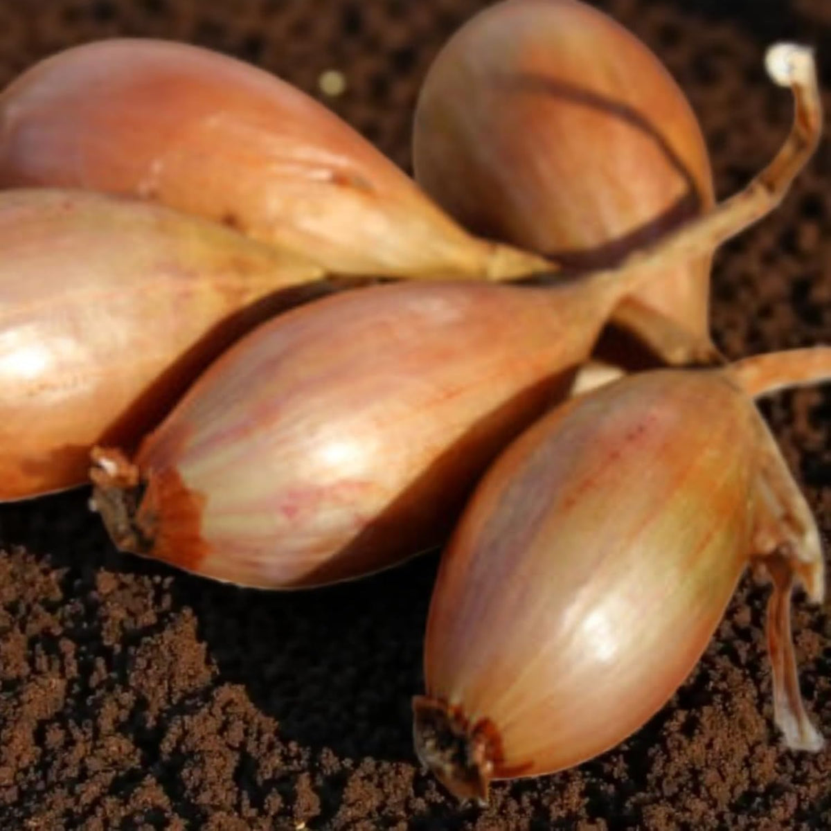 Yellow Moon Shallot Sets  3