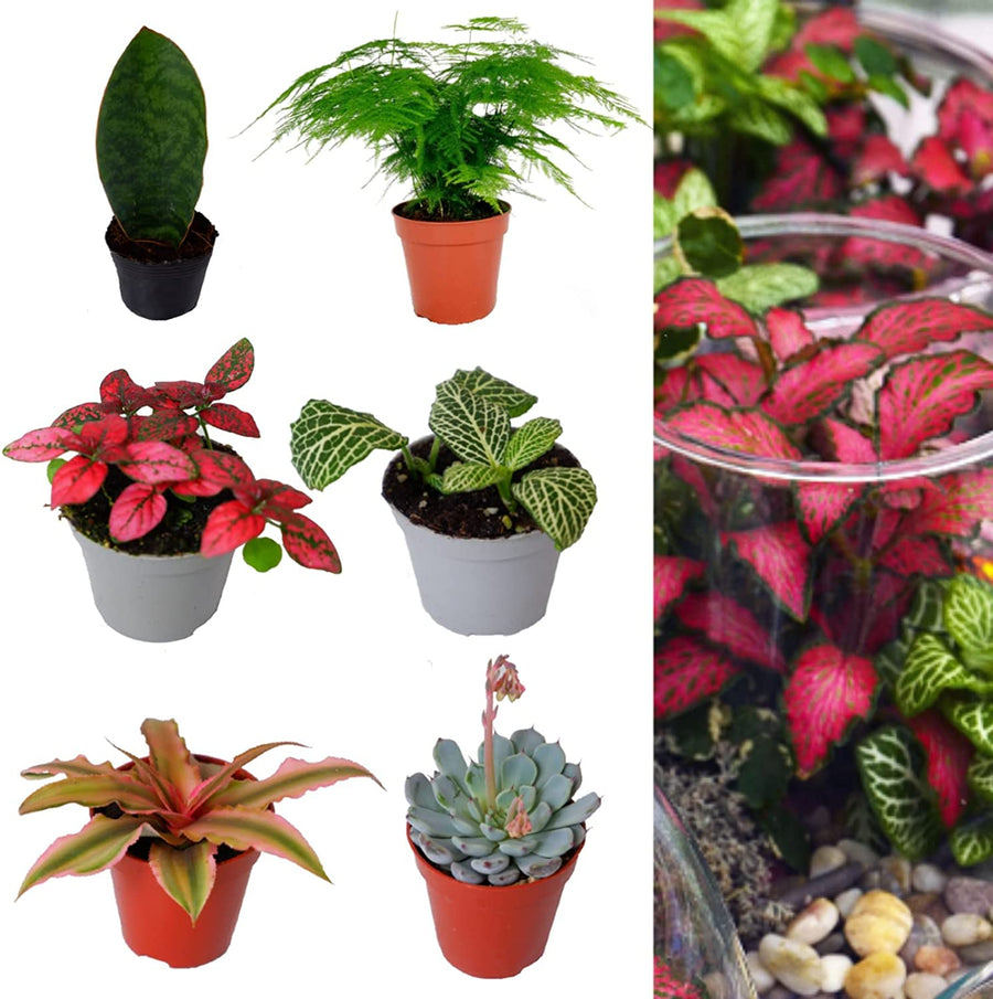 Terrarium Plant Mix 71NSBLQQUuL._AC_SL1500_ 2