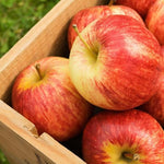 Apple Tree - Gala  3
