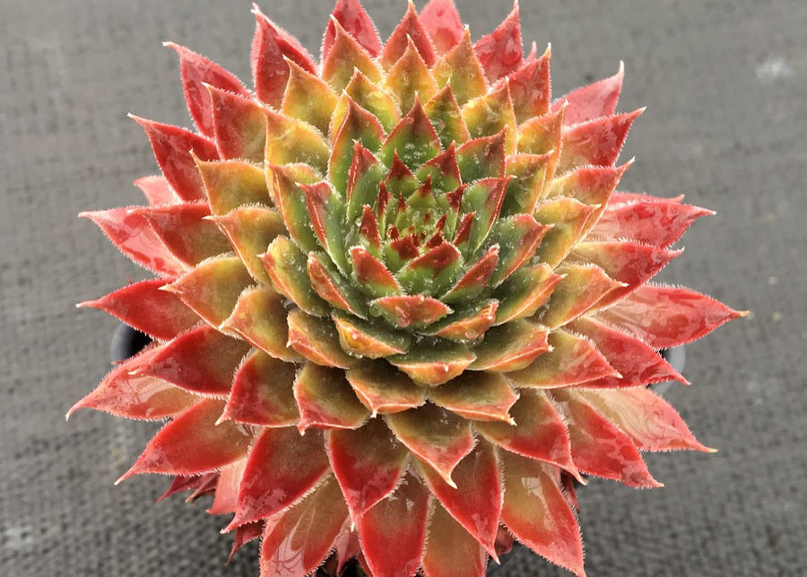 Sempervivum Butterscotch Baby Sempervivum Butterscotch Baby image3 3