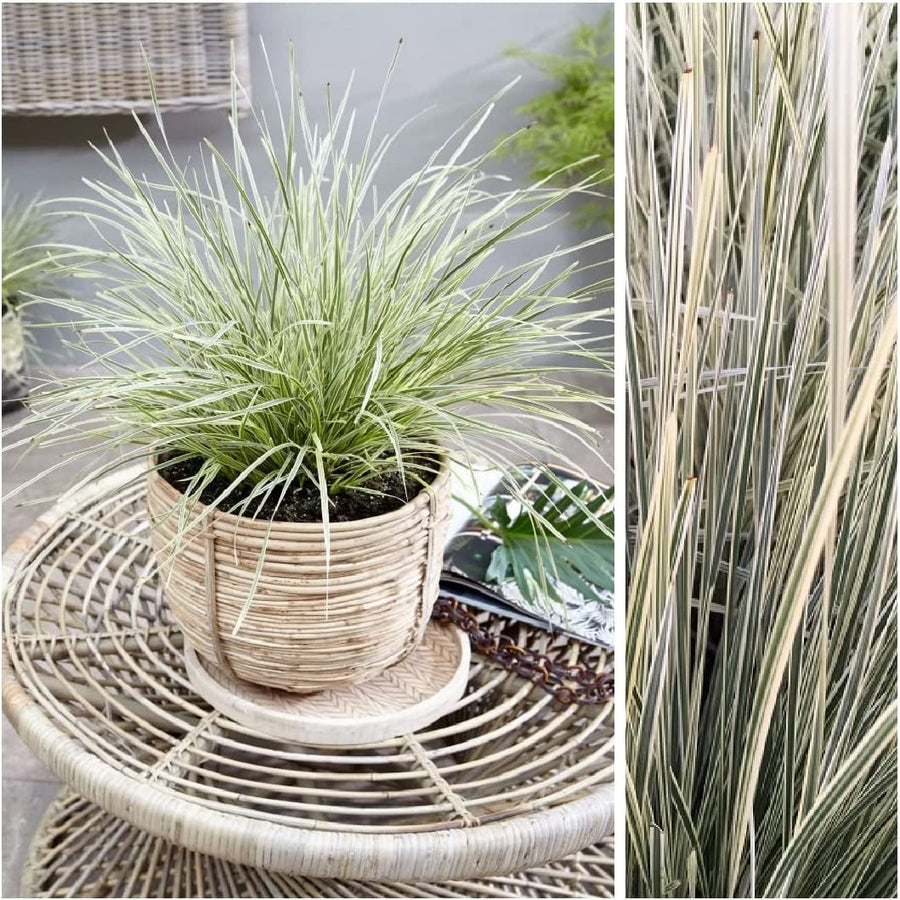Lomandra White Sands 71OVfbzgAxL._AC_SL1080_ 1