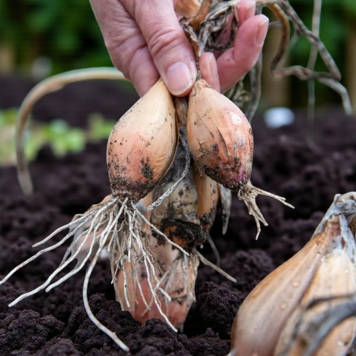 Yellow Moon Shallot Sets  2