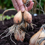 Yellow Moon Shallot Sets  2