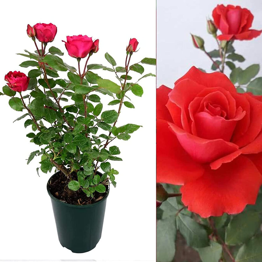 Red Rose Bush - Love Knot 71OlycmOCXL._AC_SL1500_ 4