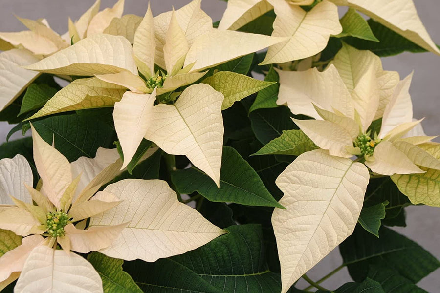 Cream Poinsettia - Yellow Christmas Poinsettia Cream Poinsettia - Yellow Christmas Poinsettia image2 2