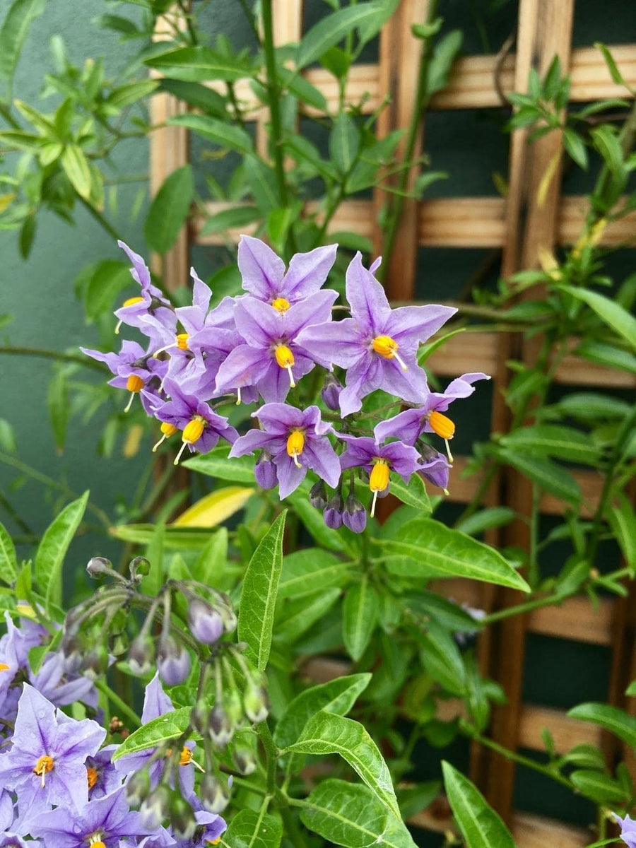 Solanum Glasnevin 71P67VFOjgL._AC_SL1333_ 3