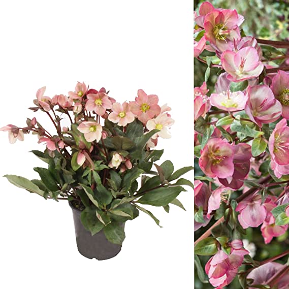 Helleborus Pink Marble 71PBL-9MtSL._AC_SX569_ 2