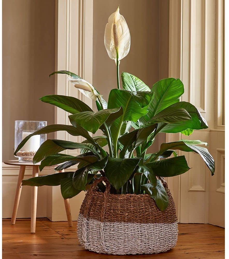 Spathiphyllum Peace Lily in Hessian Gift Wrap Spathiphyllum Peace Lily in Hessian Gift Wrap image3 3