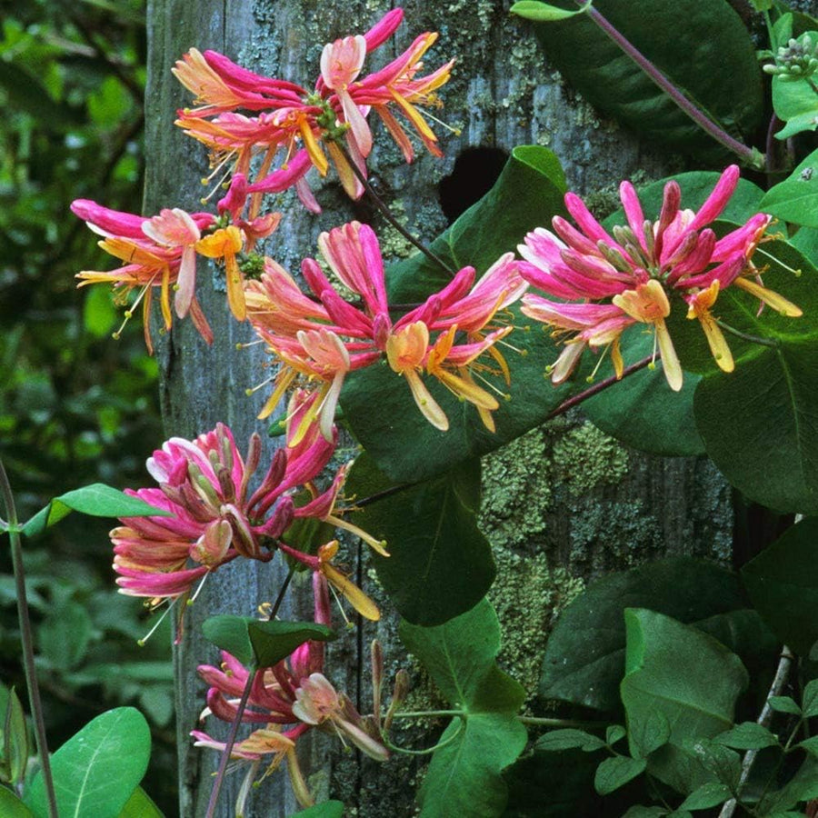 Lonicera Belgecia 71PEa9zqUHL._AC_SL1000_ 1