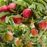 Apple Tree - Gala  4