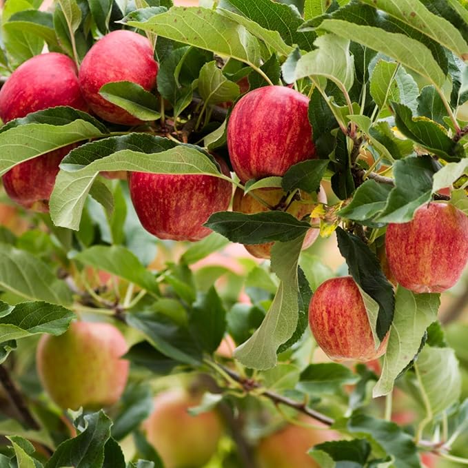 Apple Tree - Gala  4