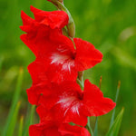 Gladiolus Bulbs Traderhorn  2