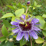 Passiflora Purple Haze  1