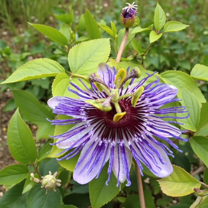Passiflora Purple Haze  1