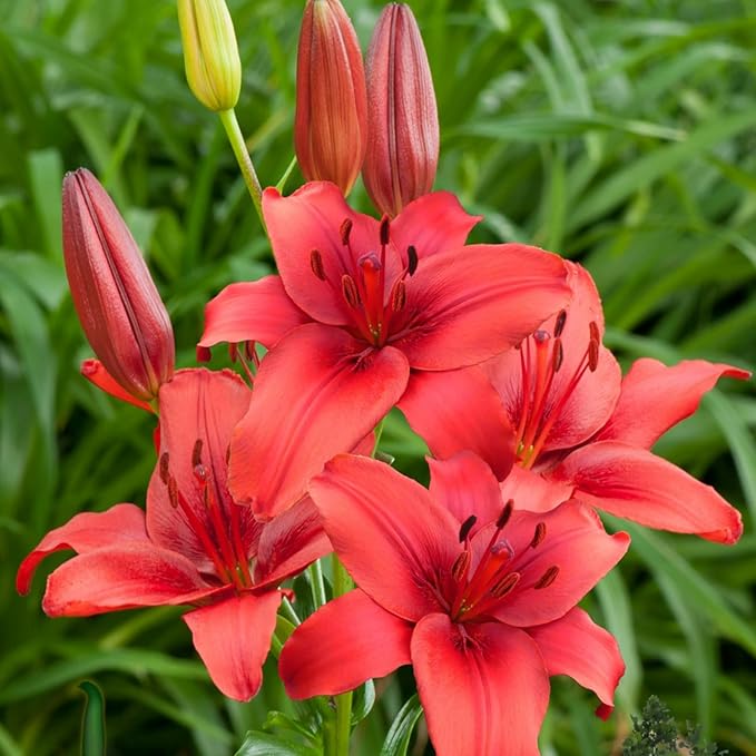 Oriental Lily Red Highland Bulbs  1
