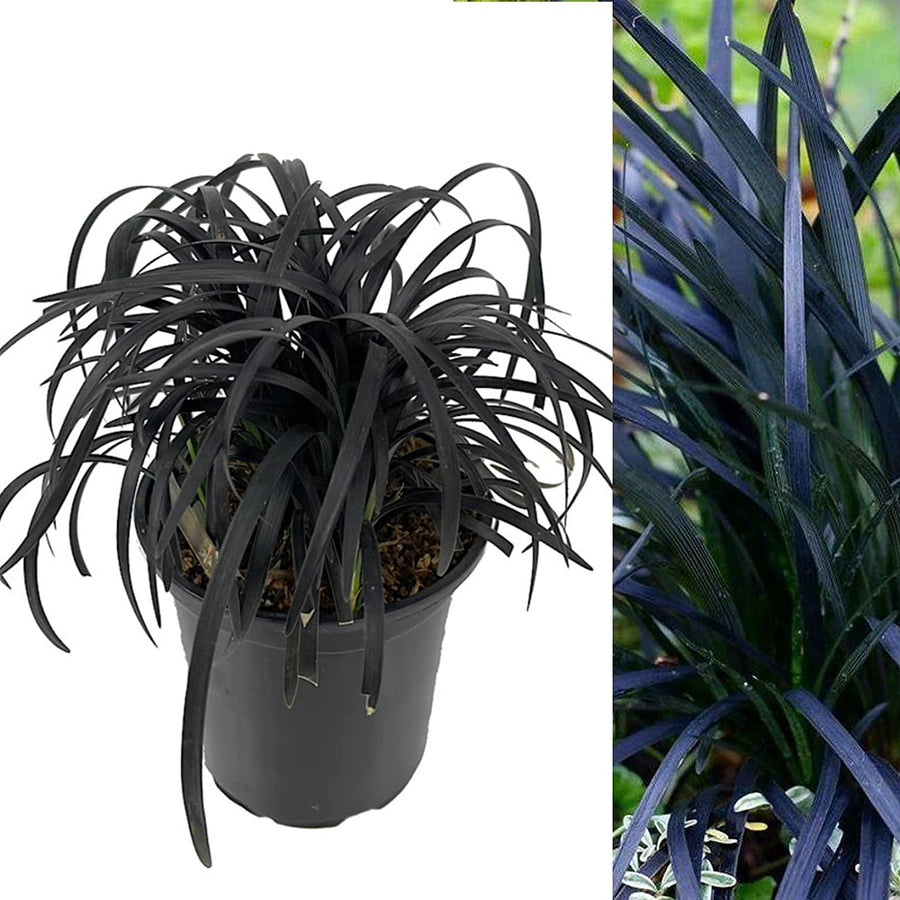 Ophiopogon Planiscapus Nigrescens 71QRv5ZG0vL._AC_SL1500_ 2