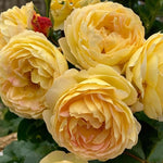 Belle de Jour Bare Root Rose  3