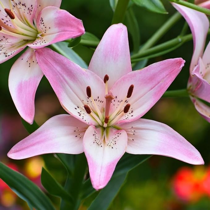 Oriental Lily Rosellas Dream Bulbs  1