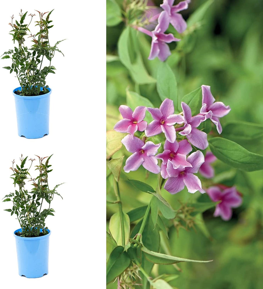 Jasmine X Stephanense Starry Starry Summer Scent 71S4YP58pNL._AC_SL1500_ 2