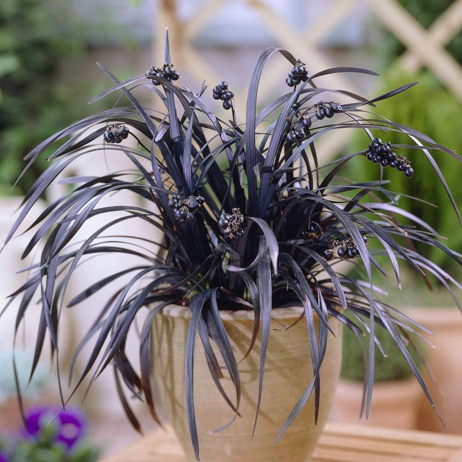 Ophiopogon Planiscapus Nigrescens 71SFTxRycqL._AC_SL1000_ 7
