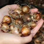 Narcissus Minnow Daffodil Bulbs  3