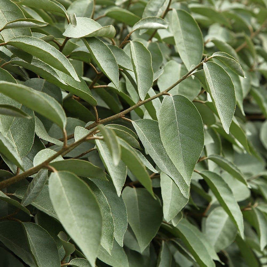 Elaeagnus Ebbingei Elaeagnus Ebbingei image4 4
