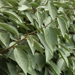 Elaeagnus Ebbingei Large Hedging Shrub  1