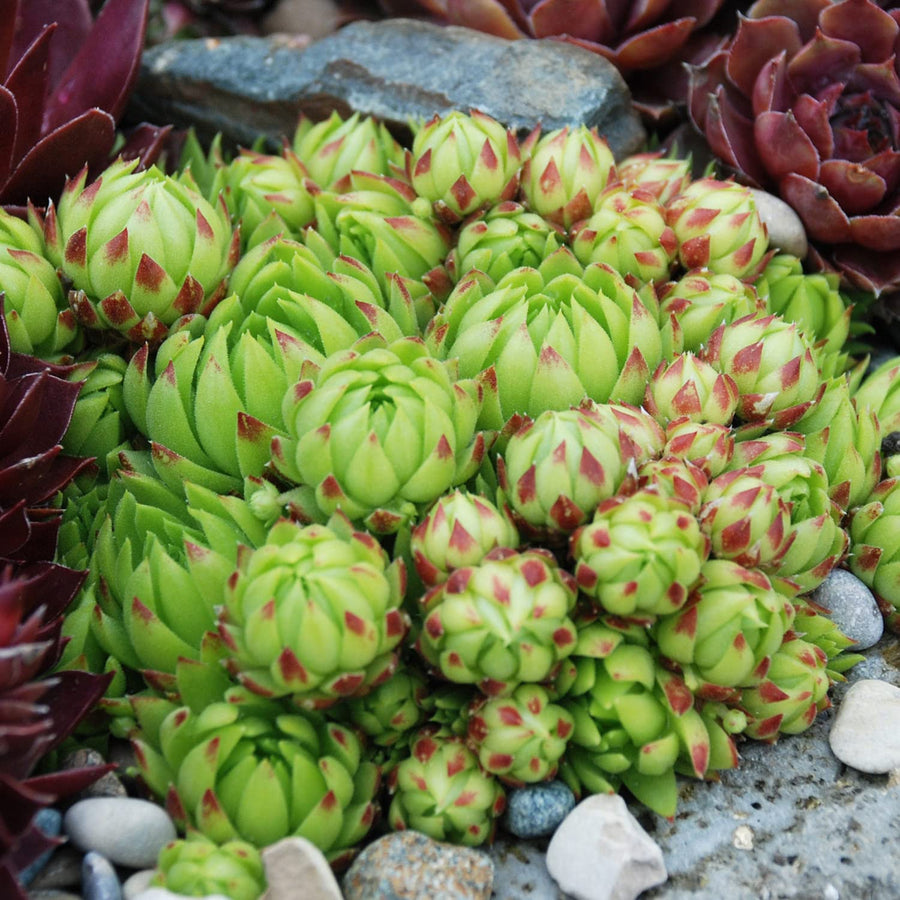 Sempervivum Key Lime Kiss Sempervivum Key Lime Kiss image3 3