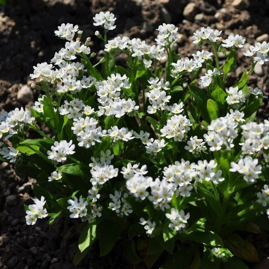 Forget Me Not 'Mon Amie White' Myosotis 'Mon Amie White' image2 2