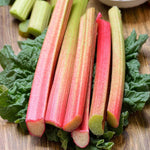 Glaskins Perpetual Rhubarb Crown Bare Roots  4