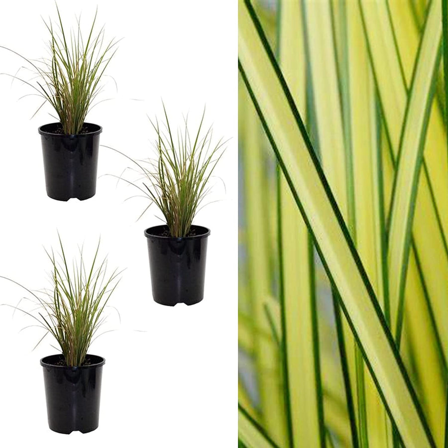 Carex brunnea 'Jenneke' x 3 Sedge Plants 71T-9W+DwgL._AC_SL1500_ 2