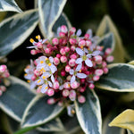 Skimmia Japonica 'Magic Marlot' 71T+-E2d9jL._AC_SL1500_ 7