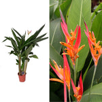 Heliconia psittacorum 'Hawaii' Heliconia psittacorum 'Hawaii' image1 2