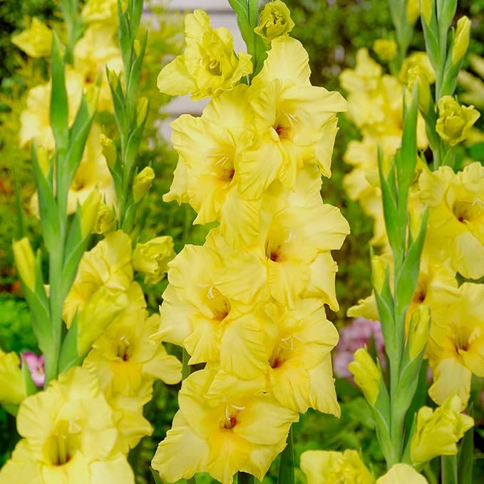 Gladiolus Bulbs Nova Lux  3