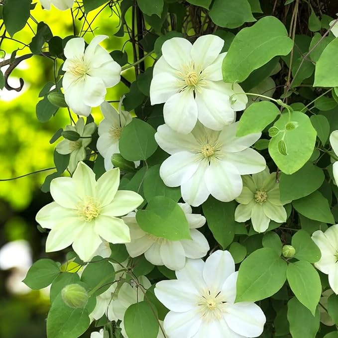 Clematis Guernsey Cream  3