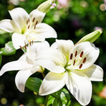 Oriental Lily Kent Bulbs  1