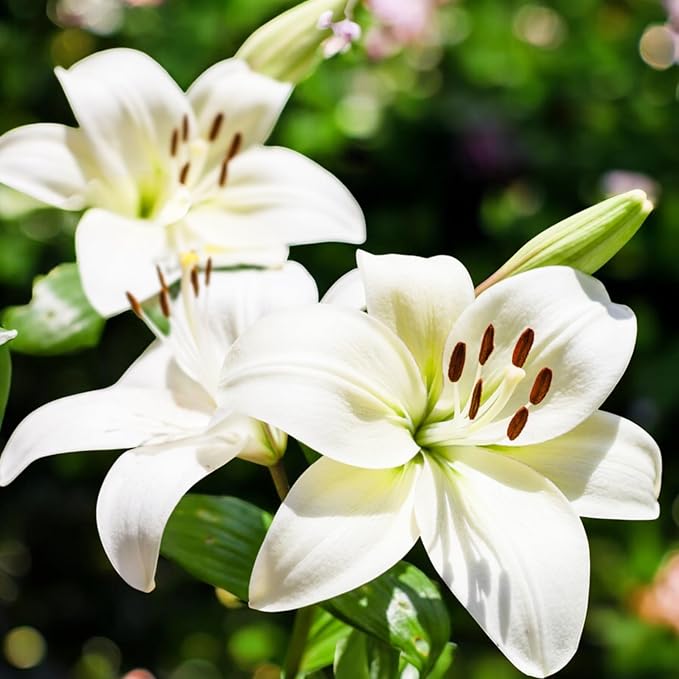 Oriental Lily Kent Bulbs  1