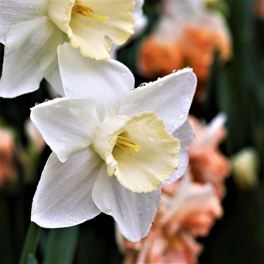 Narcissus Mount Hood White Daffodil Bulbs  4