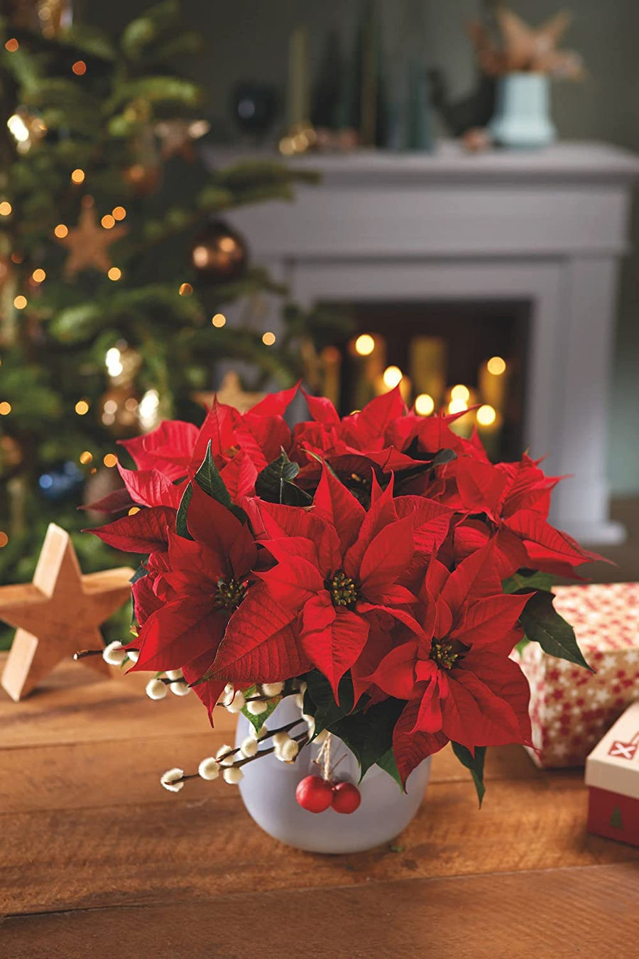 Red Poinsettia - Red Christmas Poinsettia Red Poinsettia - Red Christmas Poinsettia image3 3