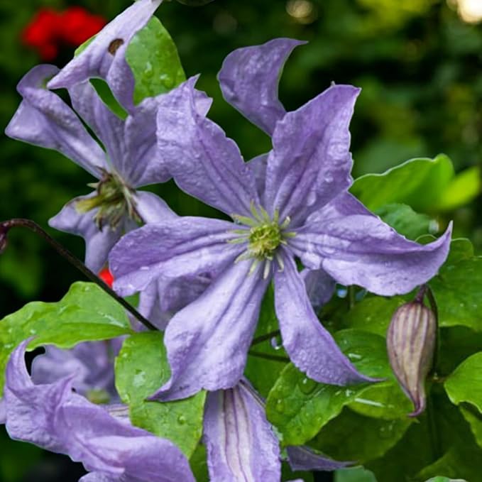 Clematis Prince Charles  1