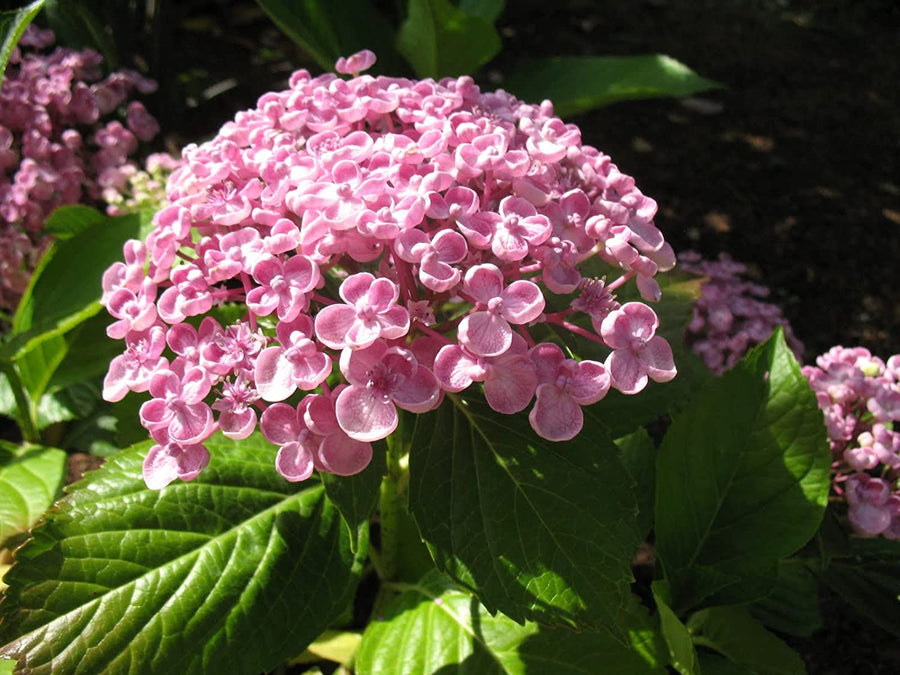 Hydrangea Macrophylla Ayesha Hydrangea macrophylla 'Ayesha' image2 1