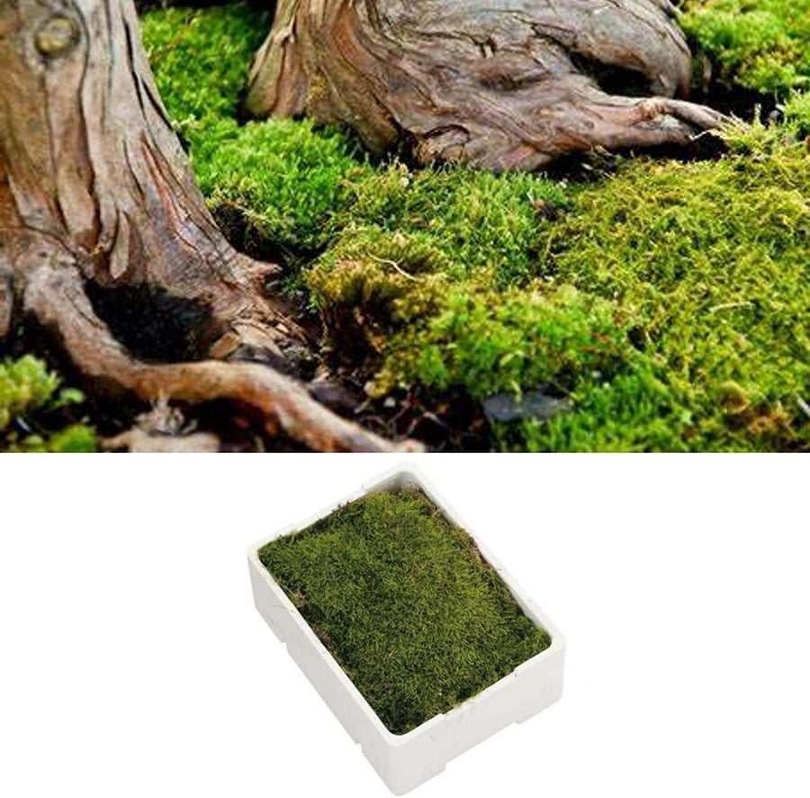 Fresh Flat Carpet Moss 71VnWkM5ytL._AC_SL1500_ 3