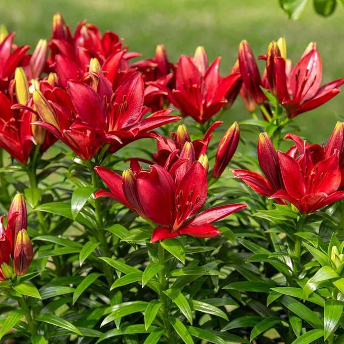 Oriental Lily Red Highland Bulbs  4