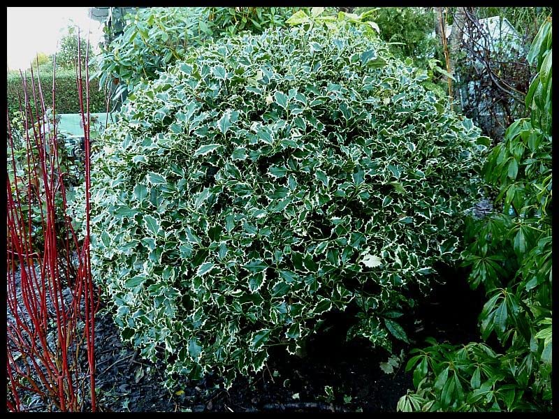 Ilex aquifolium Handsworth New Silver 71W5hMjqQSL._AC_ 6