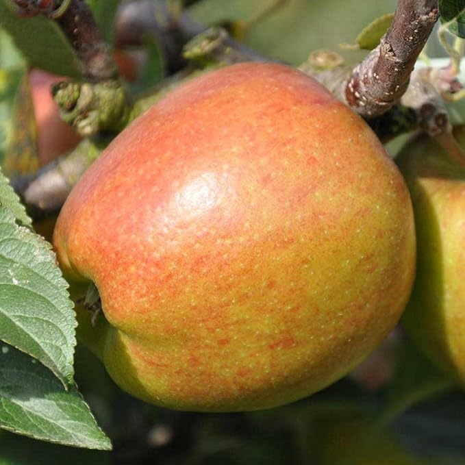 Small Apple Tree  1