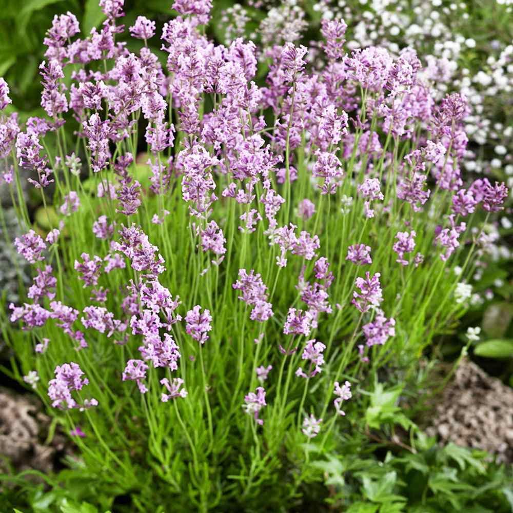 BeeZee Pink Lavender Plant - Lavandula