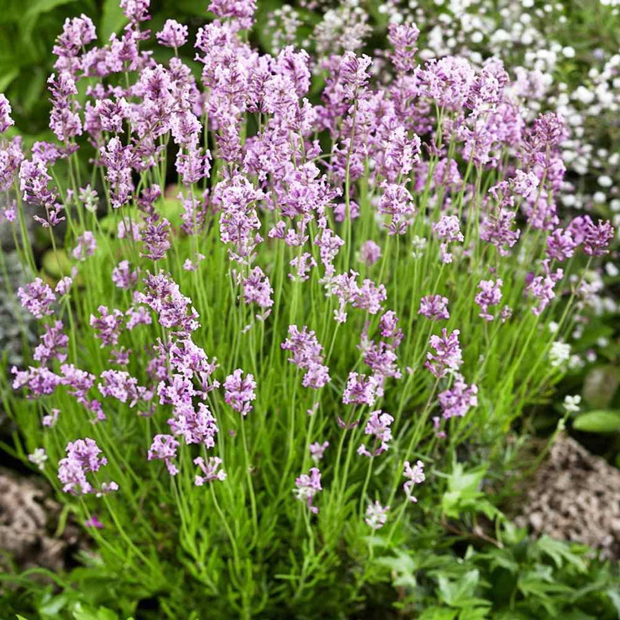BeeZee Pink Lavender Plant - Lavandula 71WlR5BY-wL._AC_SL1000_ 1