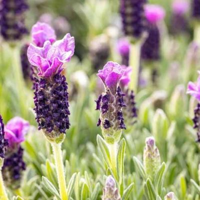 Lavender Anouk Butterfly  1