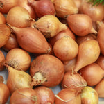 Shallot Sets  9